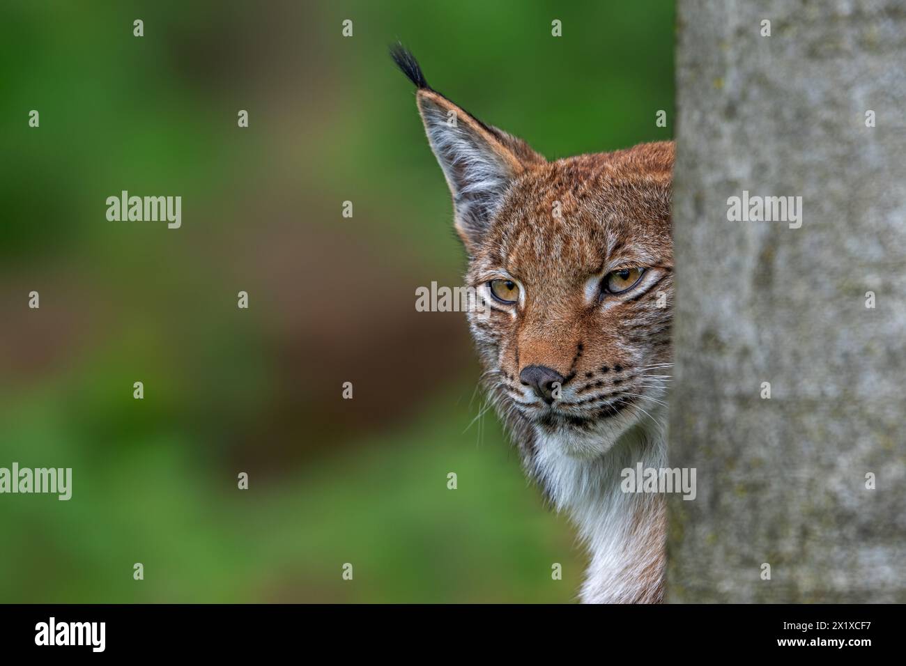 Gros plan du lynx eurasien caché (Lynx lynx) à la recherche de proies derrière le tronc d'arbre dans la forêt Banque D'Images