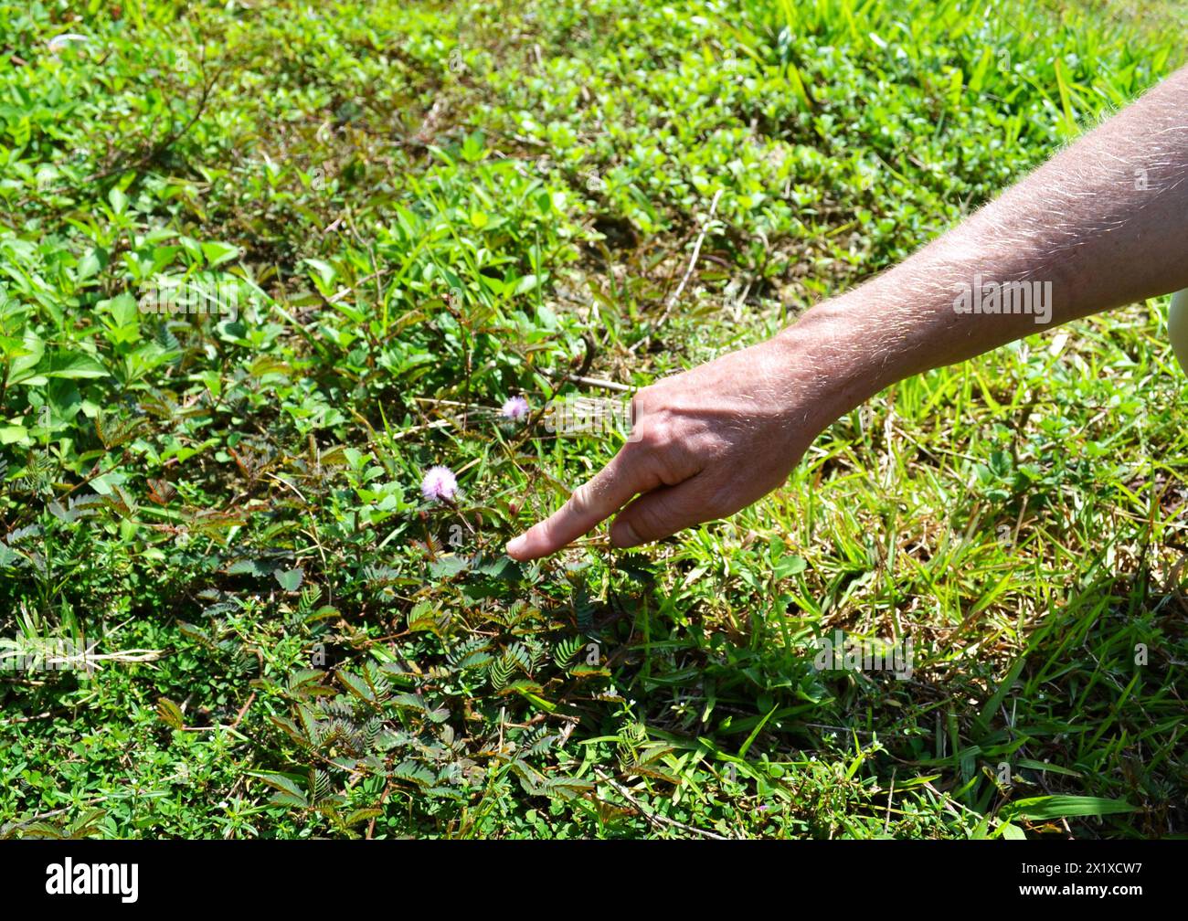 Une main coupée touche une petite plante qui, lorsqu'elle est touchée, bourgeonne automatiquement qu'il appelle la plante « Princess Shame » Banque D'Images