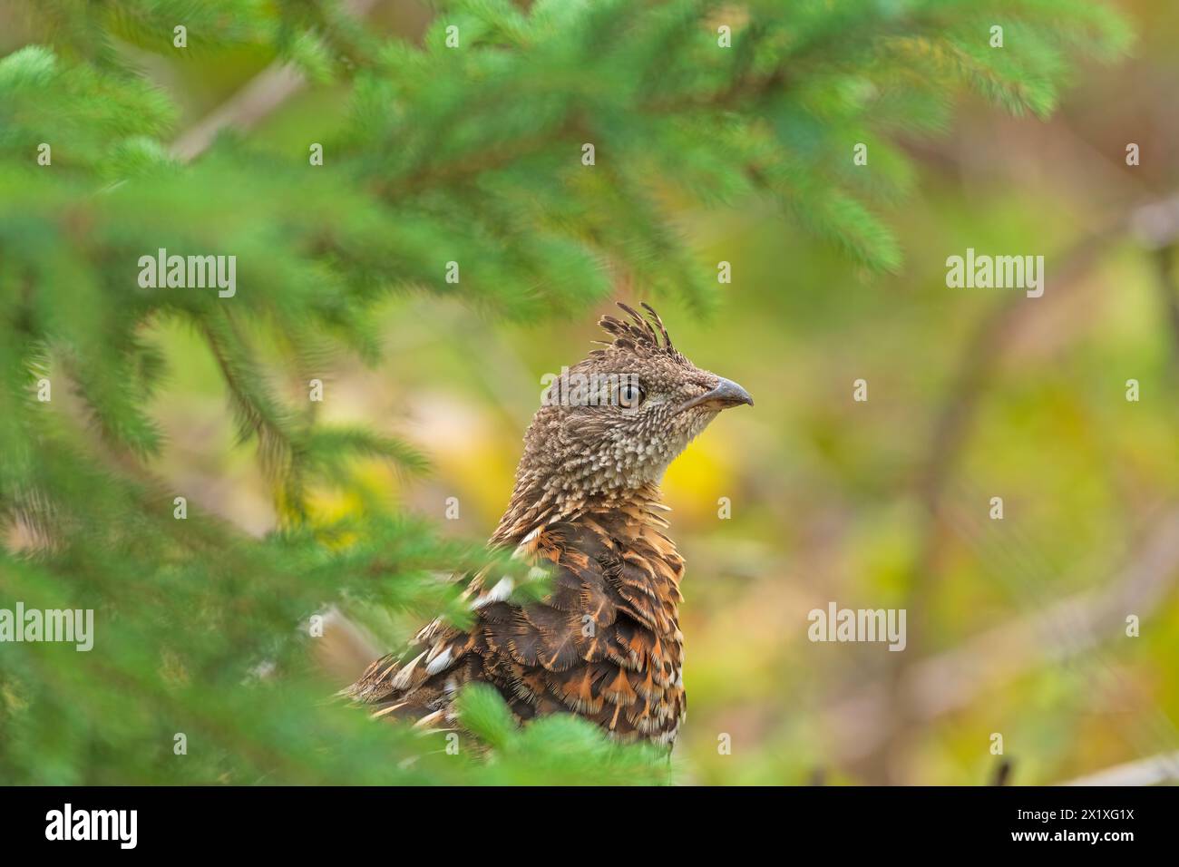 Grouse ruffée jetant un œil aux rameaux de pin dans le parc provincial Grass au Manitoba Banque D'Images