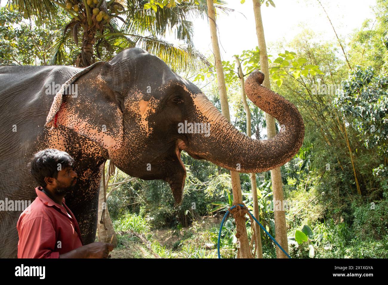 Sri Lanka 10 février 2023. Jeune homme sri-lankais vêtu de vêtements d'été lumineux sourit et se tient près d'un grand palmier sur un chemin de terre à côté de son e Banque D'Images