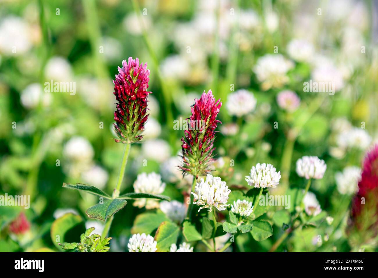 Gros plan sur le trèfle cramoisi (Trifolium incarnatum) fleurit parmi le trèfle blanc (Trifolium rouvre) en avril en Alabama. Banque D'Images