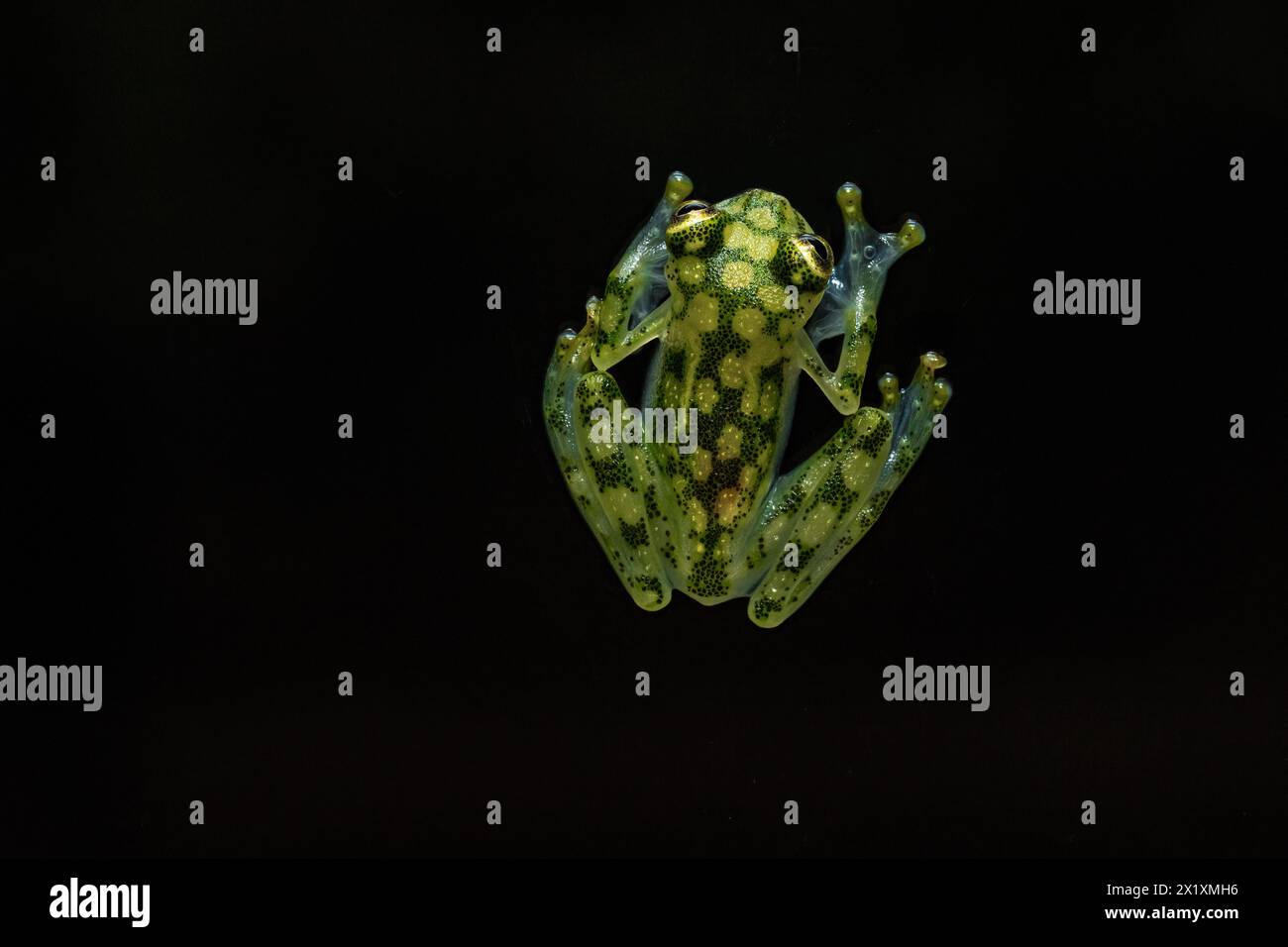 Hyalinobatrachium valerioi, parfois connue sous le nom de grenouille de verre la Palma, est une espèce de grenouille de la famille des Centrolenidae. Il se trouve dans le centre de Costa Banque D'Images