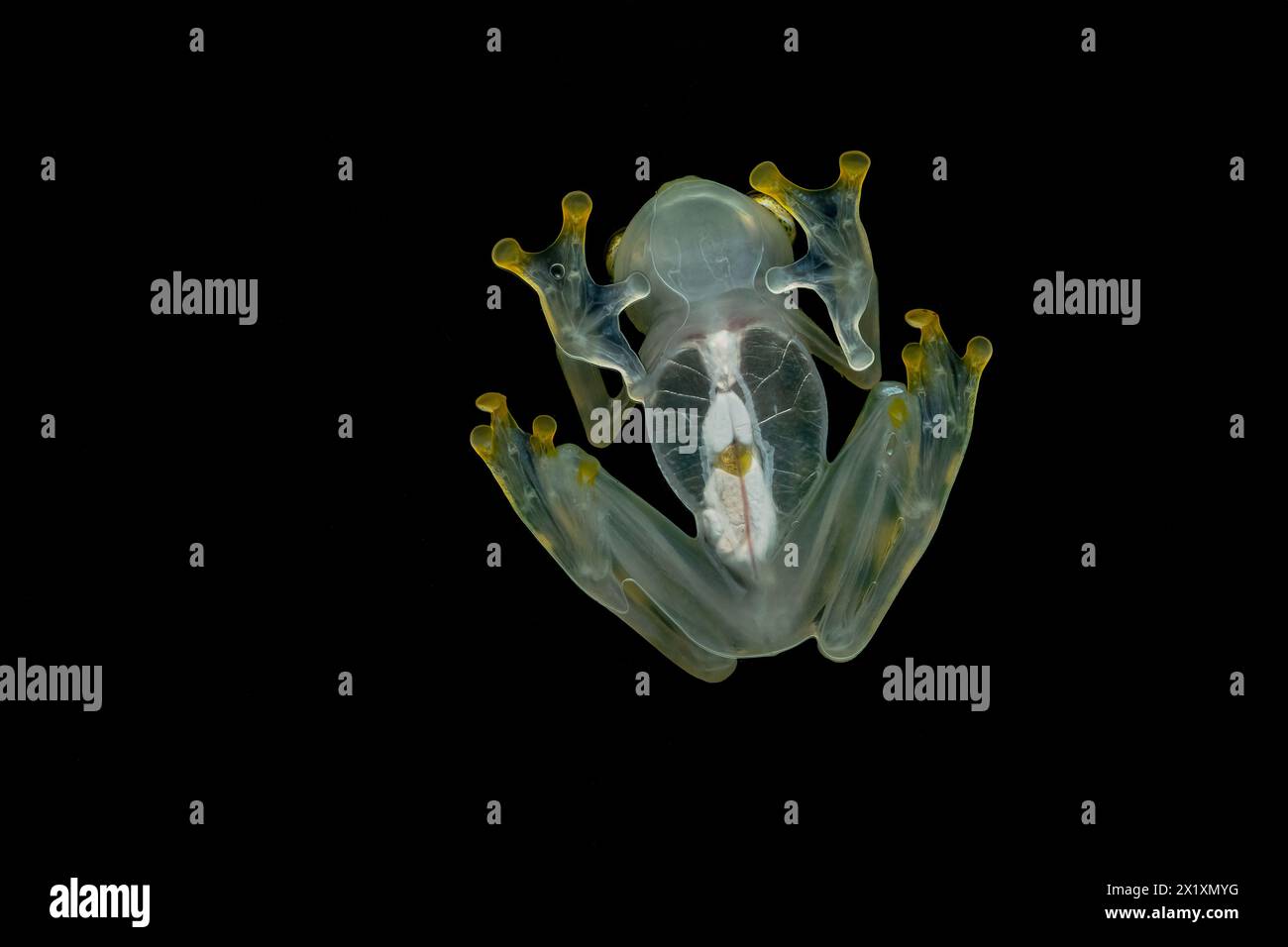 Hyalinobatrachium valerioi, parfois connue sous le nom de grenouille de verre la Palma, est une espèce de grenouille de la famille des Centrolenidae. Il se trouve dans le centre de Costa Banque D'Images