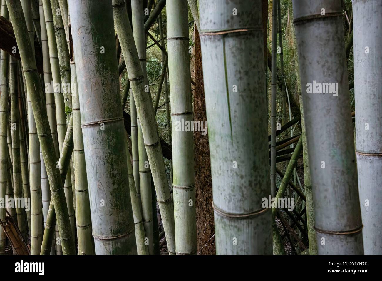 Fond naturel des tiges de bambou gris géant poussant dans une forêt. Banque D'Images