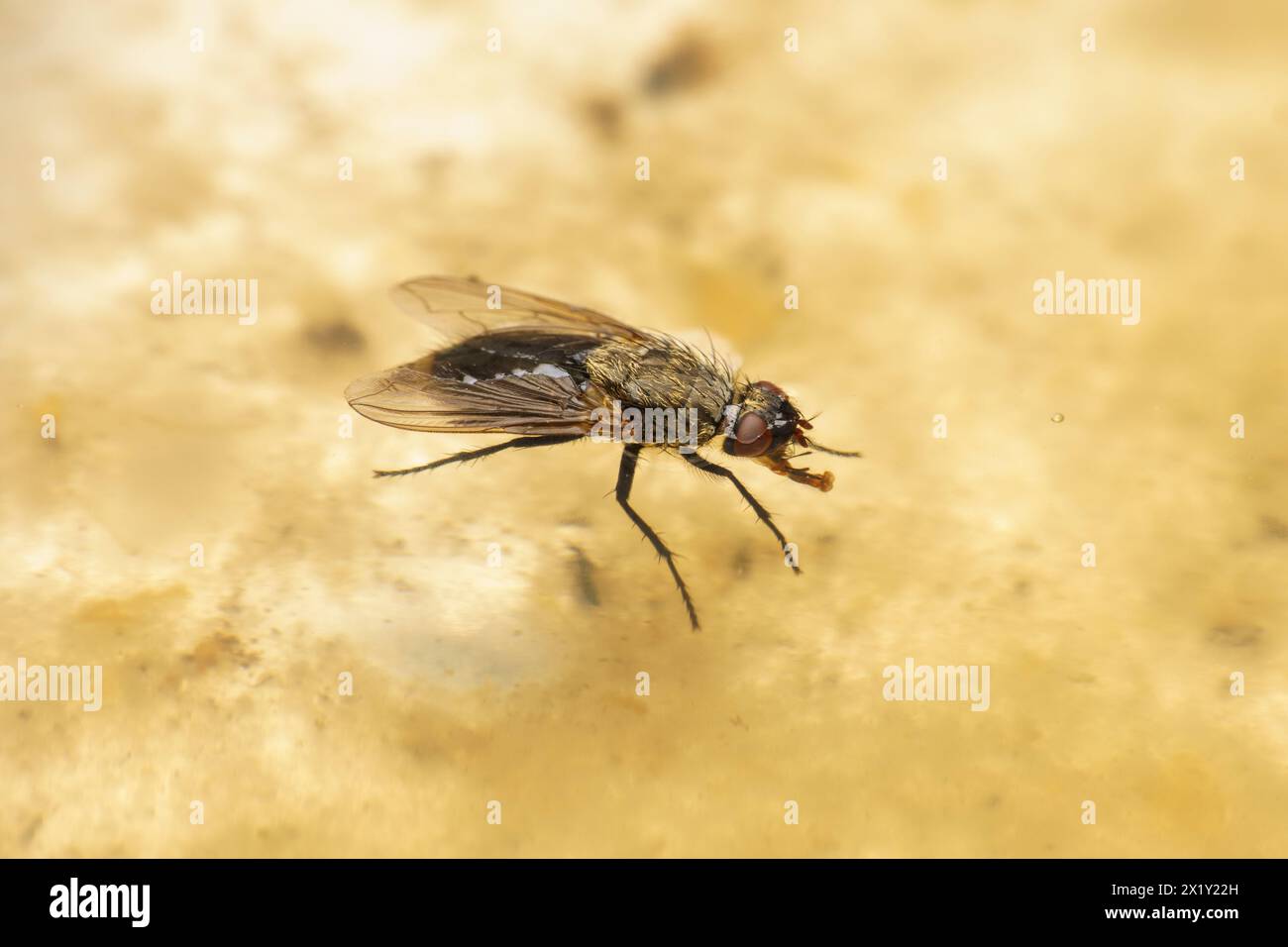 Genre Pollenia Cluster mouches famille Polleniidae mouche noyée nature sauvage insecte papier peint, image, photographie Banque D'Images