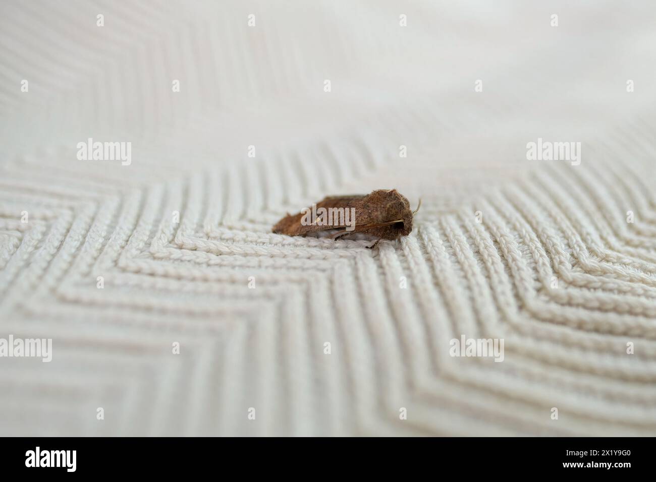 Insecte brun, teigne des vêtements, assis sur un pull en laine blanche, mise au point sélective, concept de ravageur, destruction et dommages aux vêtements dans la maison Banque D'Images