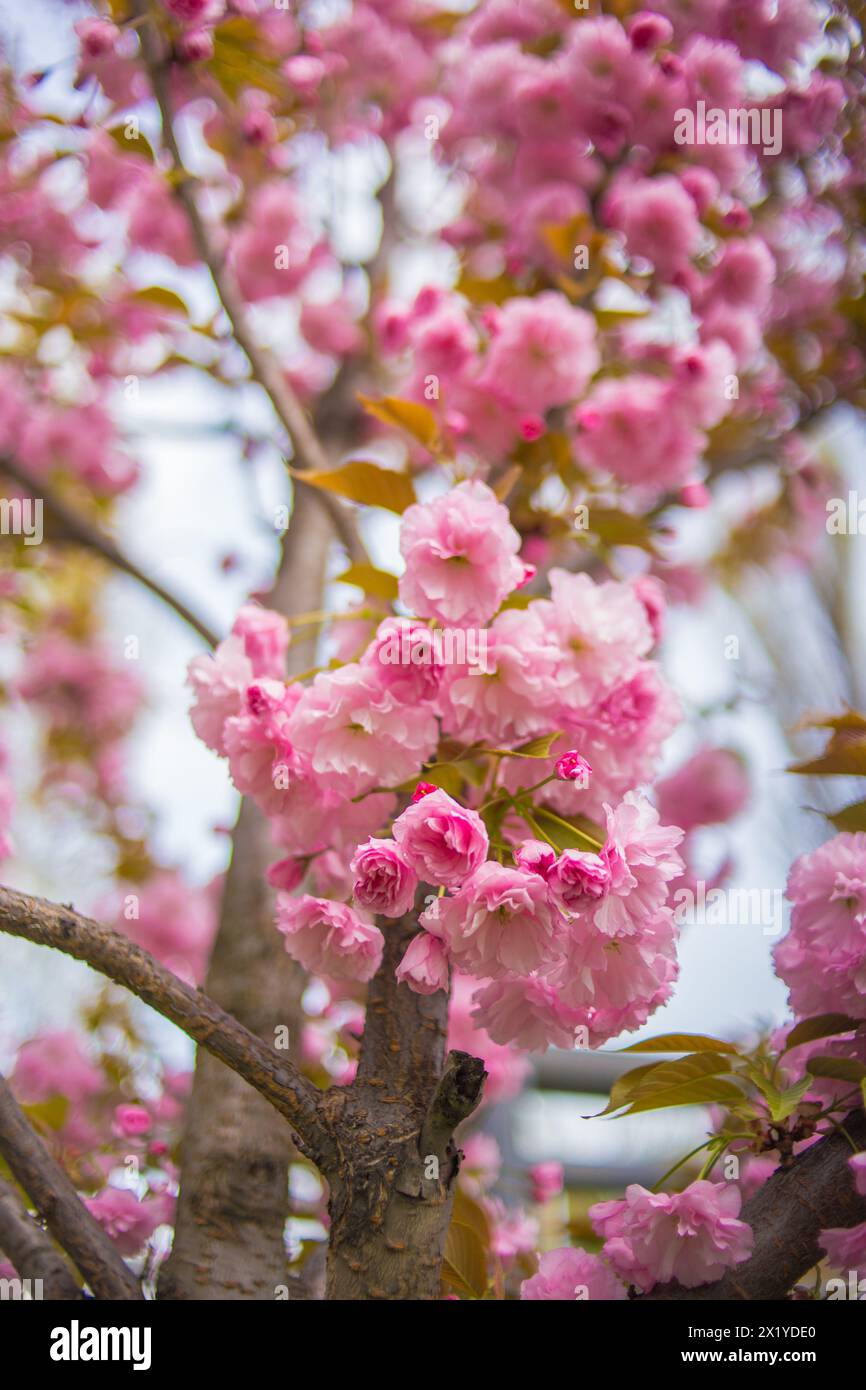 photo verticale de fleurs de cerisier Banque D'Images