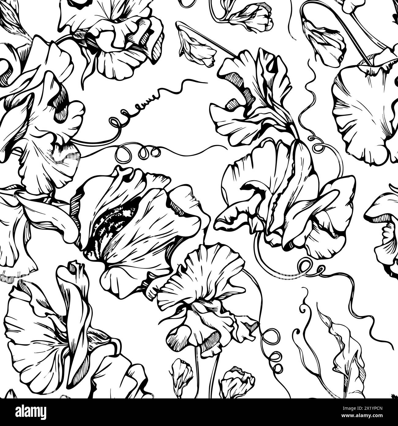 Illustration graphique à l'encre vectorielle dessinée à la main fleurs botaniques feuilles. Pois doux et éternel, tendrilles de légumineuses à la vesce. Modèle sans couture isolé Illustration de Vecteur