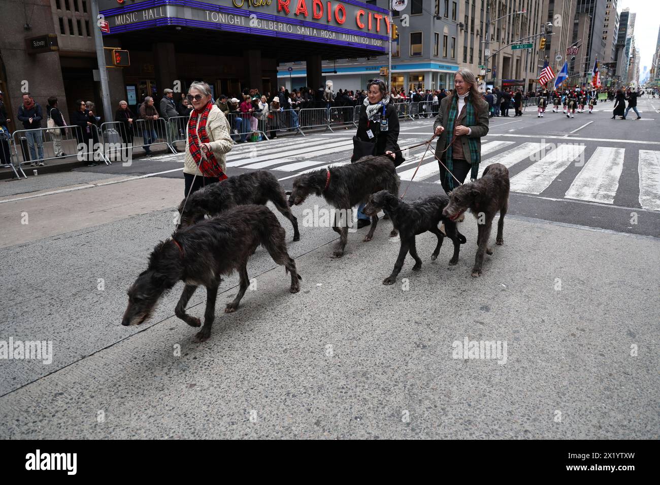 Les Deerhounds écossais défilent pendant le défilé du jour du Tartan sur la Sixième Avenue à New York, New York, le samedi 6 avril 2024. Chaque année à New York, Tartan Banque D'Images