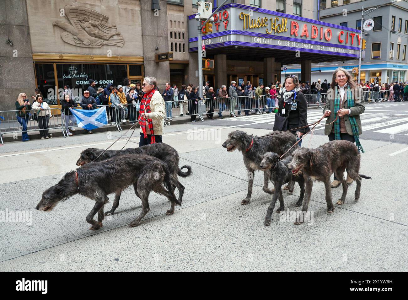 Les Deerhounds écossais défilent pendant le défilé du jour du Tartan sur la Sixième Avenue à New York, New York, le samedi 6 avril 2024. Chaque année à New York, Tartan Banque D'Images