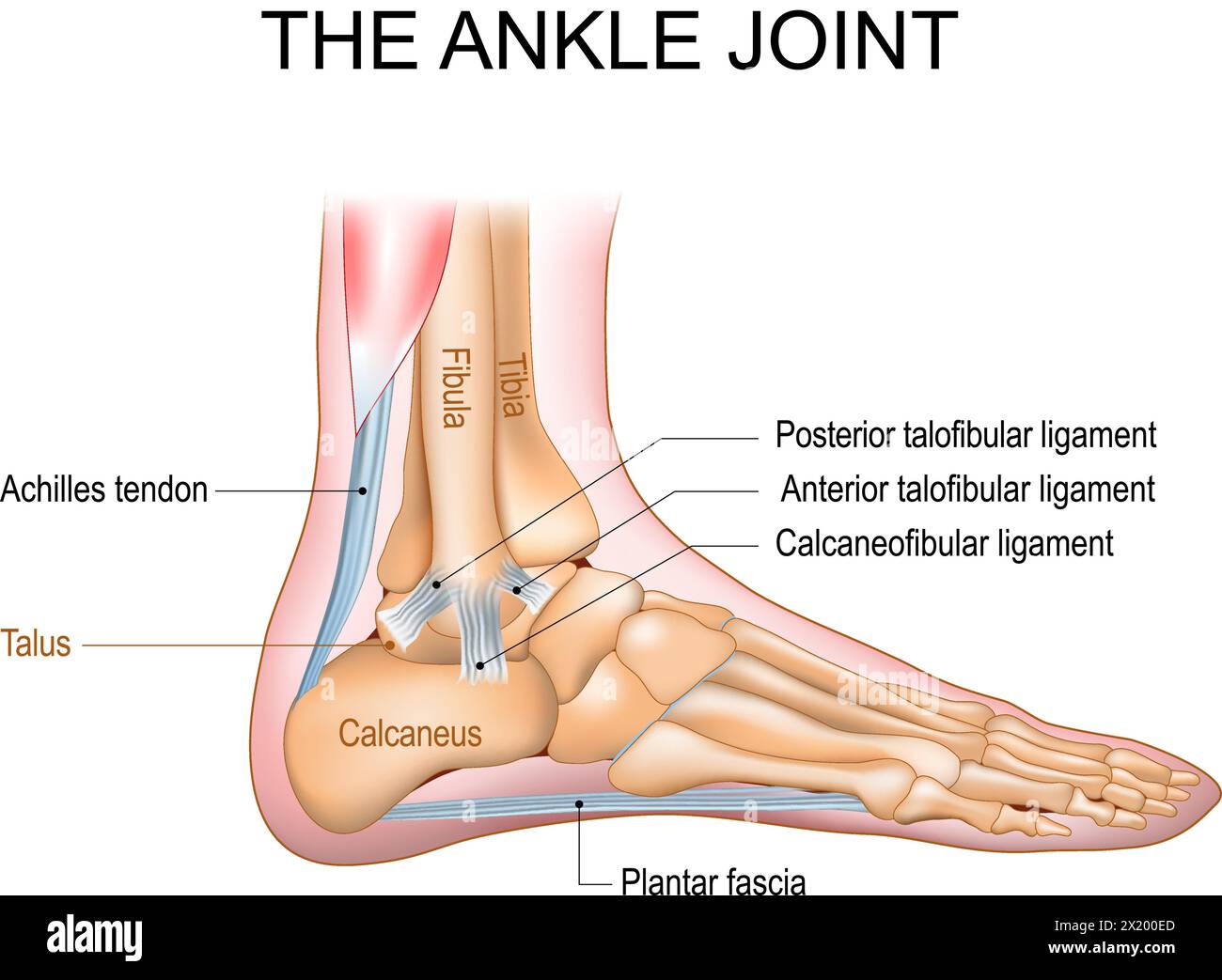 L'anatomie de l'articulation de la cheville. Région talocrurale ou os sauteur. Partie du corps humain où le pied et la jambe se rencontrent. Fascia plantaire et tendon d'Achille Illustration de Vecteur