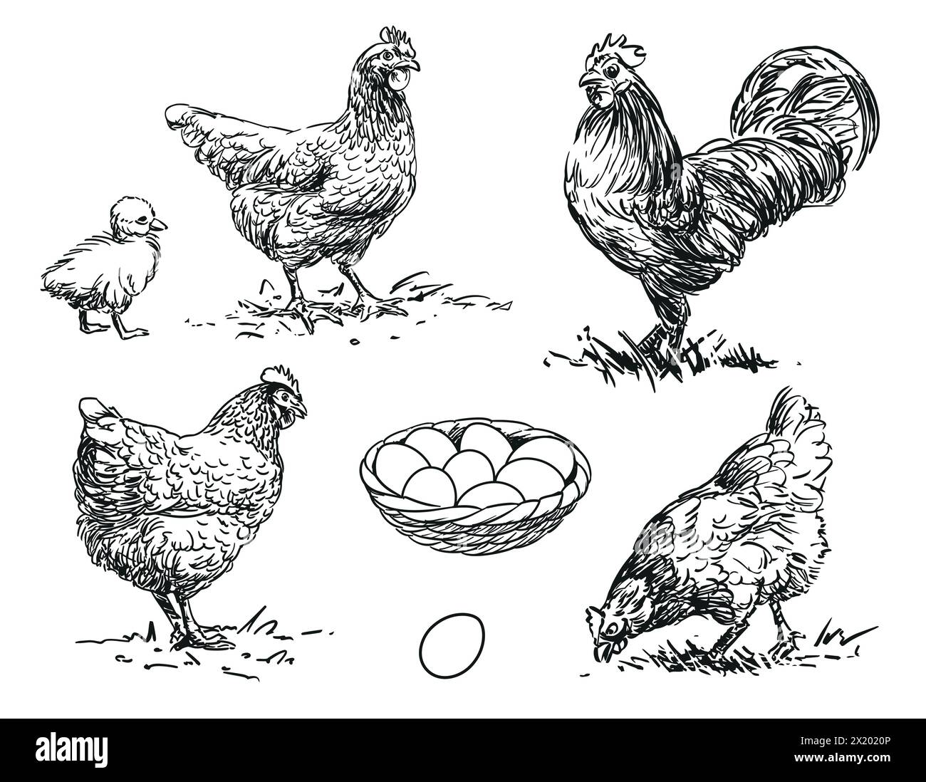 Poulet - ensemble d'animaux de ferme illustration de volaille, dessins en noir et blanc de poule, coq, poussin et oeuf Illustration de Vecteur