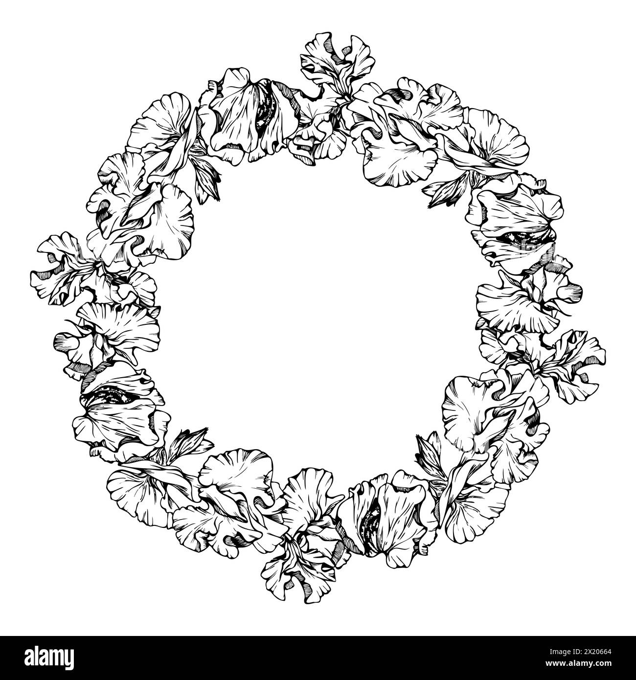 Illustration graphique à l'encre vectorielle dessinée à la main fleurs botaniques feuilles. Pois doux et éternel, tendrilles de légumineuses à la vesce. Couronne circulaire isolée Illustration de Vecteur