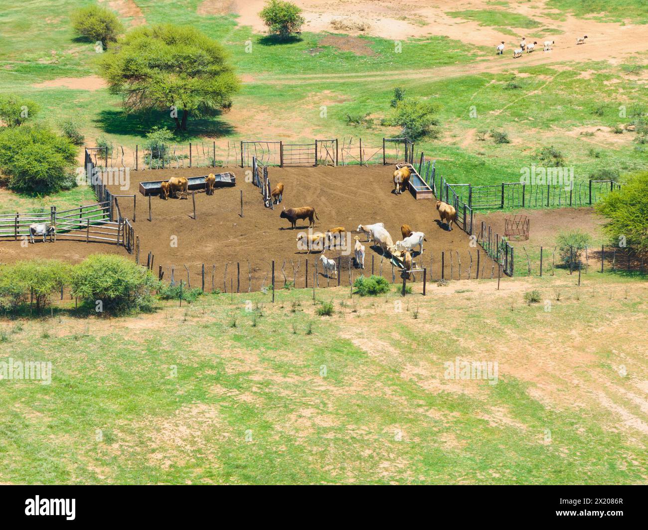 vue aérienne de kraal, bétail à l'intérieur de la clôture manger, moutons marchant par Banque D'Images