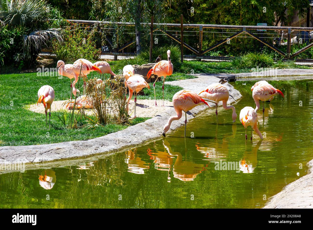 Flot de flamants roses au Zoo Watering Hole Banque D'Images