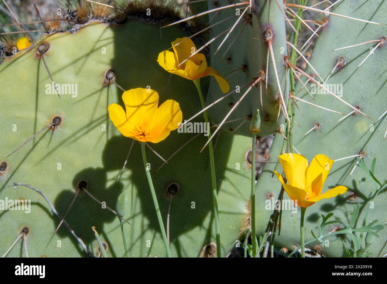 Fleurs sauvages printanières dans le désert de sonora Banque D'Images