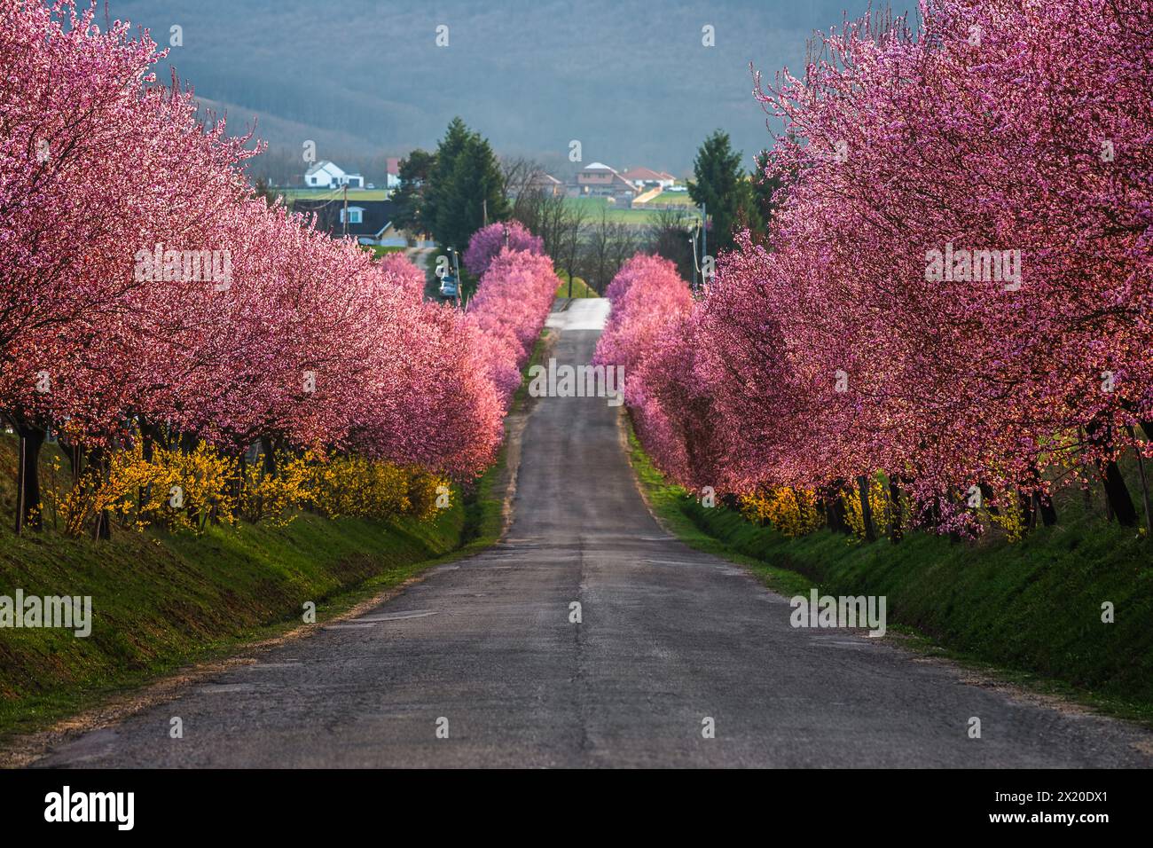 Berkenye, Hongrie - floraison de pruniers sauvages roses le long de la route dans le village de Berkenye par un après-midi de printemps ensoleillé avec la lumière chaude du soleil Banque D'Images