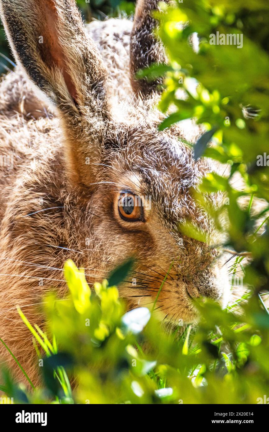 Jeune lièvre brun, (Lepus europaeus), gros plan, alimentation Banque D'Images
