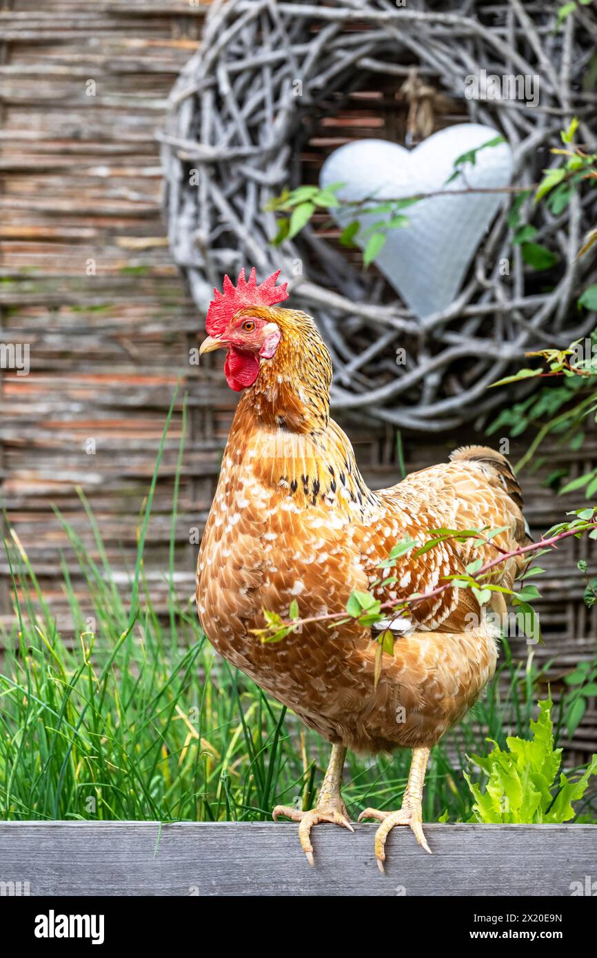 Poulet de fleur suédoise dans un lit surélevé, lit d'herbes, idylle de jardin Banque D'Images