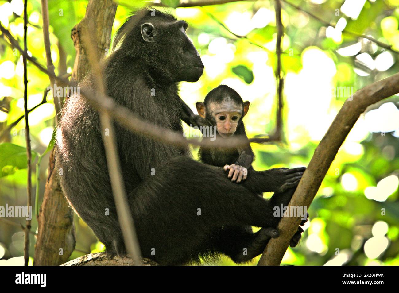 Une femelle macaque à crête (Macaca nigra) prend soin d'une progéniture dans la forêt de Tangkoko, Sulawesi du Nord, Indonésie. Le changement climatique est l’un des principaux facteurs affectant la biodiversité dans le monde à un rythme alarmant, selon une équipe de scientifiques dirigée par Antonio Acini Vasquez-Aguilar dans leur document de recherche de mars 2024 publié sur environ Monit Assess. Cela pourrait modifier la répartition géographique des espèces, y compris les espèces qui dépendent grandement du couvert forestier, comme les primates, disent-ils, comme une autre équipe de scientifiques dirigée par Miriam Plaza Pinto avertit qu'environ un quart des primates se trouvent dans l'aire de répartition Banque D'Images