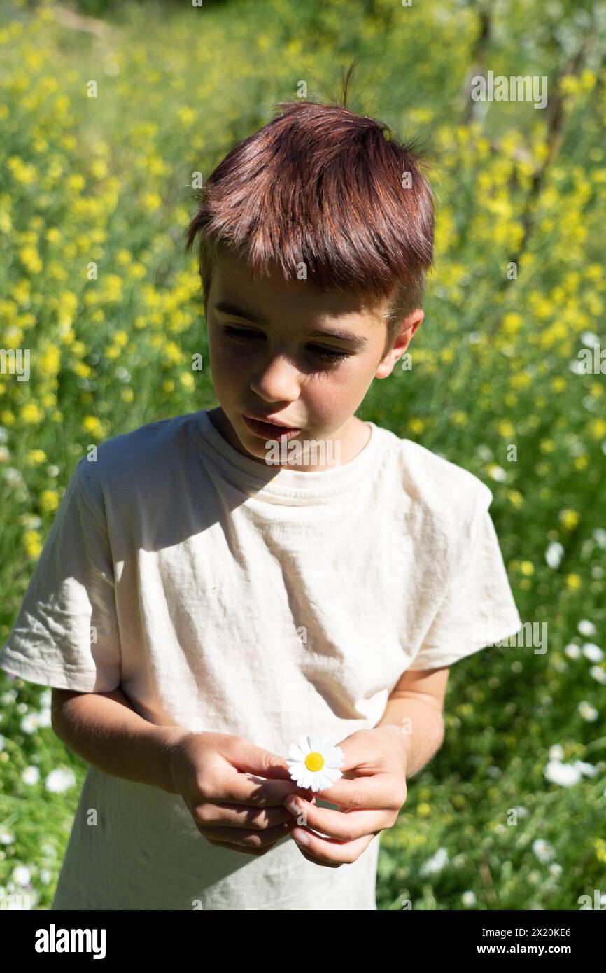 Garçon caucasien de 8 ans dans un champ plein de fleurs au printemps avec une Marguerite à la main Banque D'Images