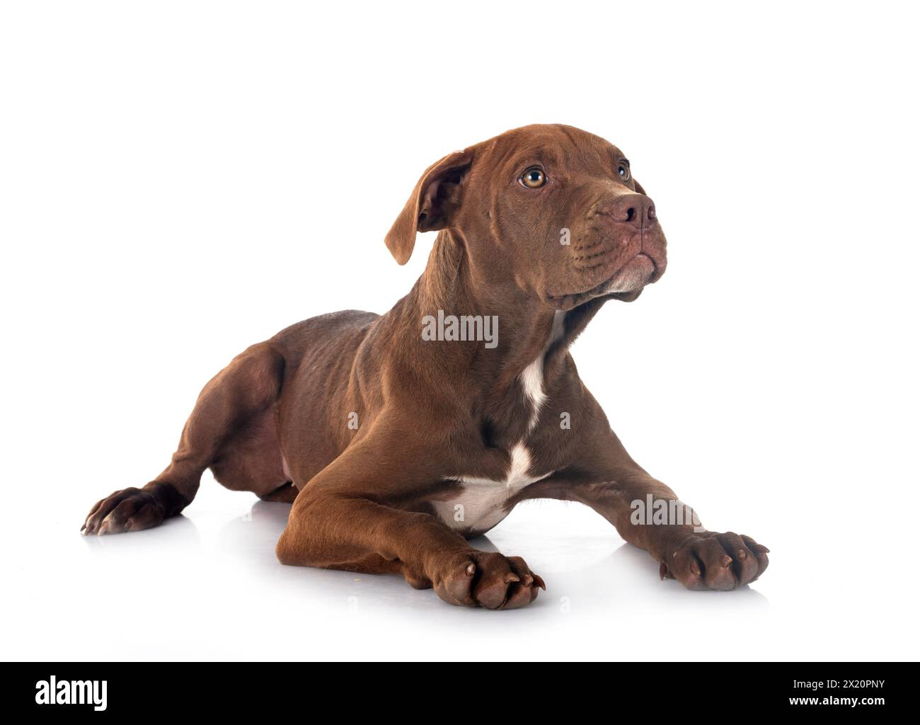 chiot american pitbull terrier posant devant un fond blanc Banque D'Images