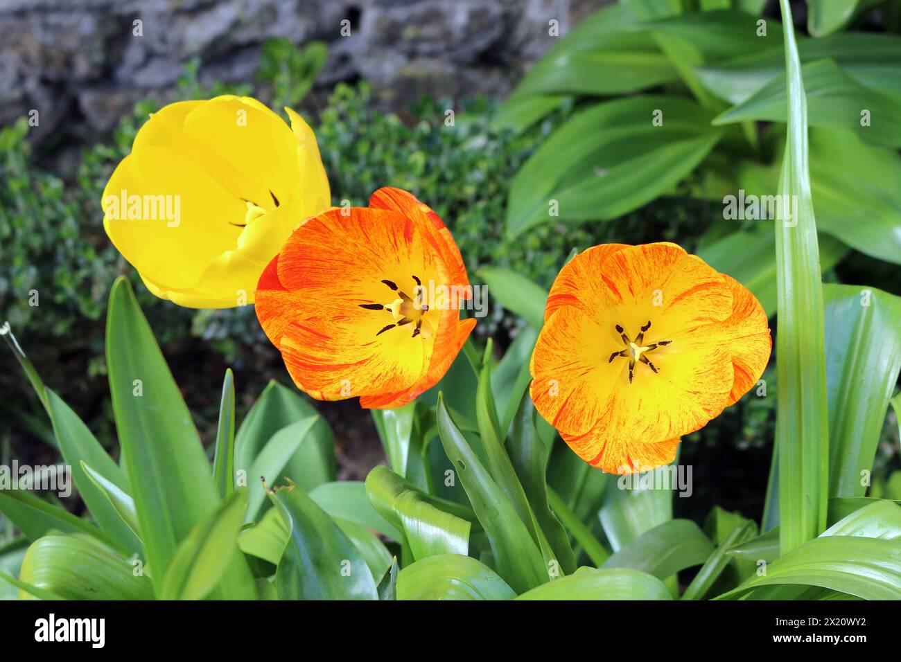 tulipes jaunes et oranges dans le jardin Banque D'Images