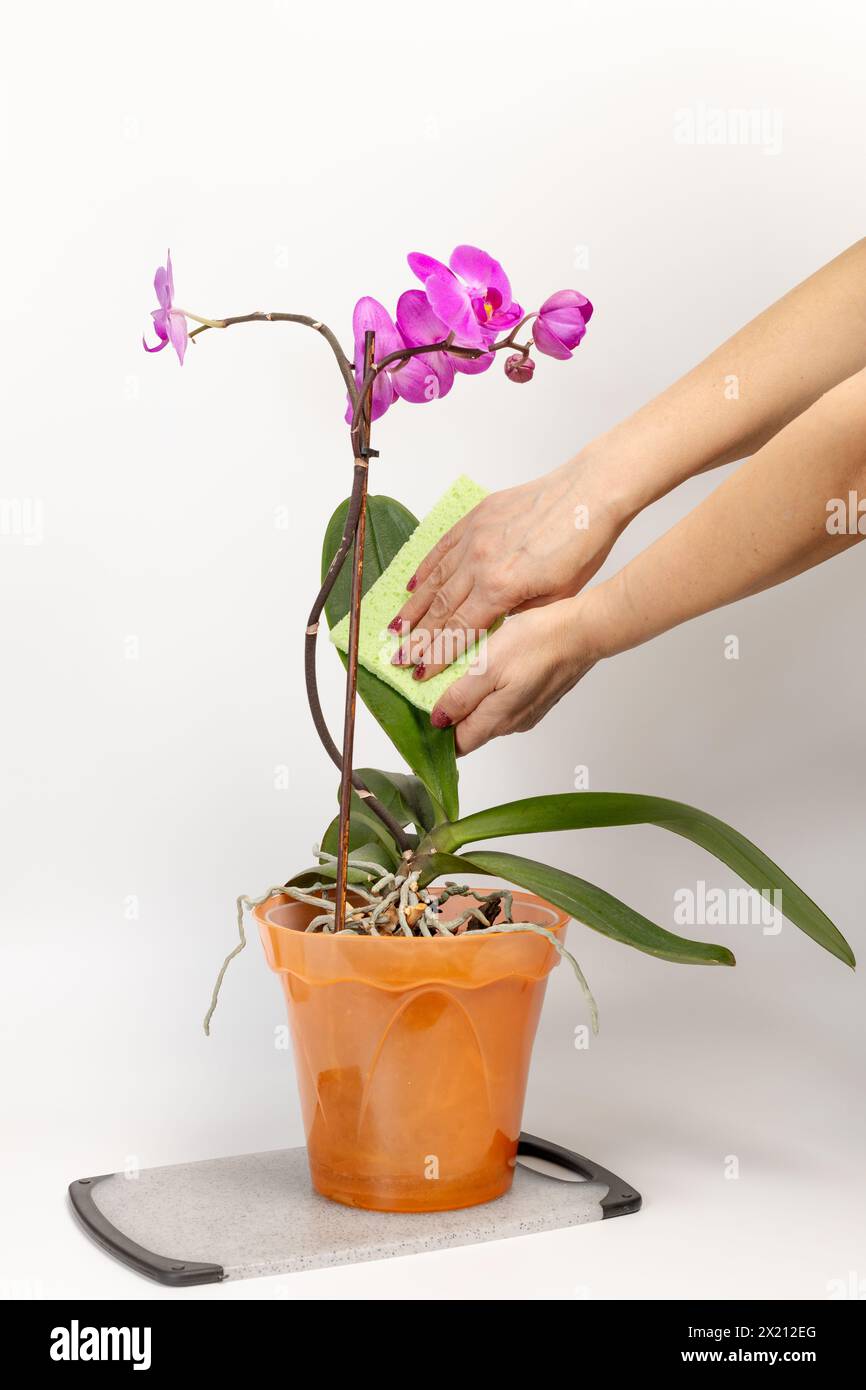 Femme nettoyant les feuilles de fleurs violettes d'orchidée phalaenopsis avec le fond blanc. Le concept de jardinage maison et de soin des fleurs. Banque D'Images