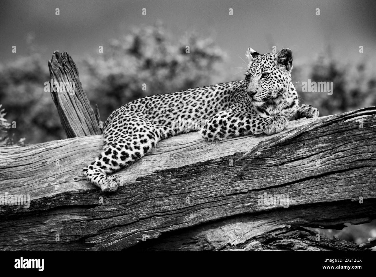 Un léopard est vu dans le delta de l'Okavango le 2024 janvier Banque D'Images