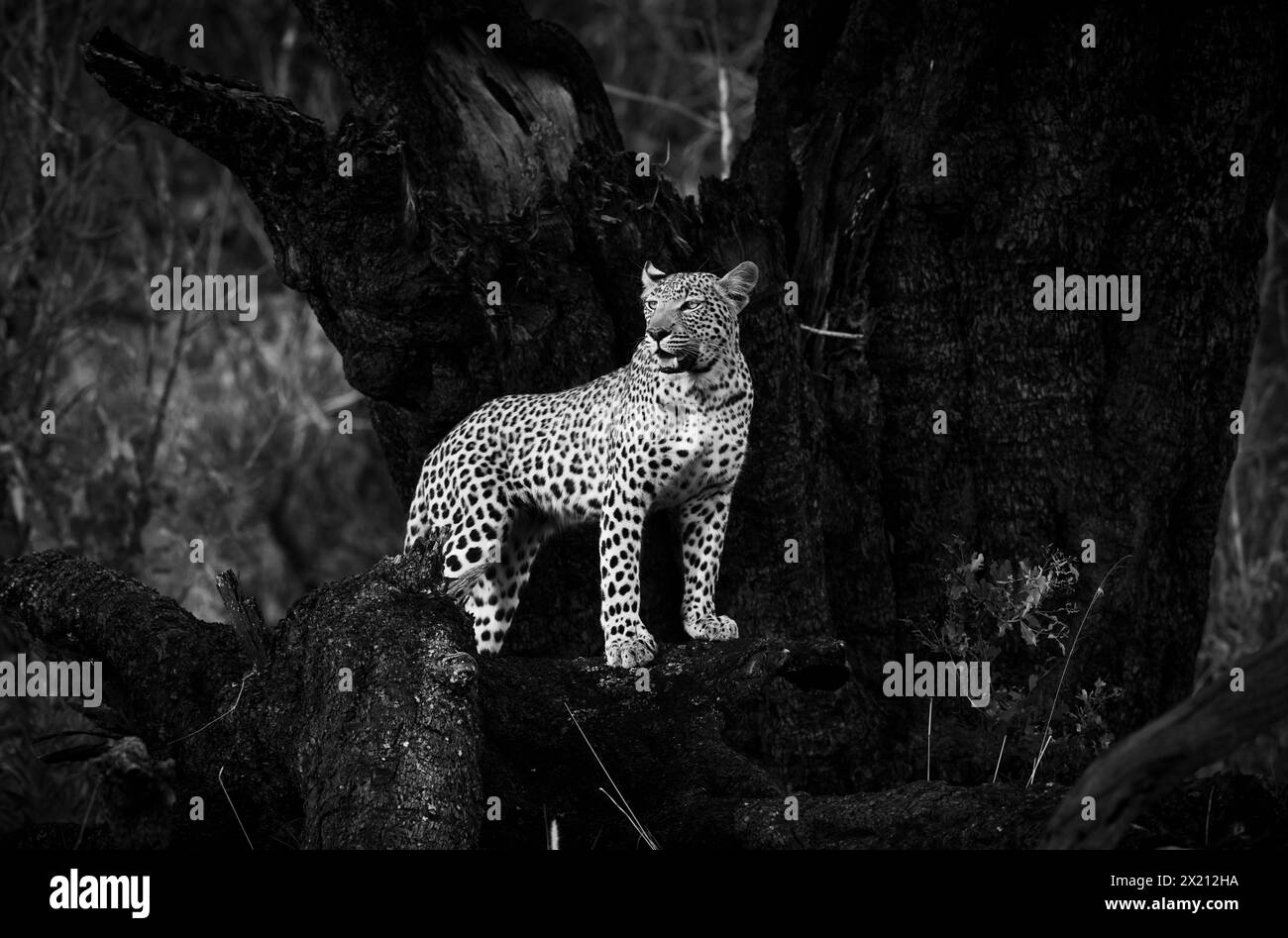 Un léopard est vu dans le delta de l'Okavango le 2024 janvier Banque D'Images