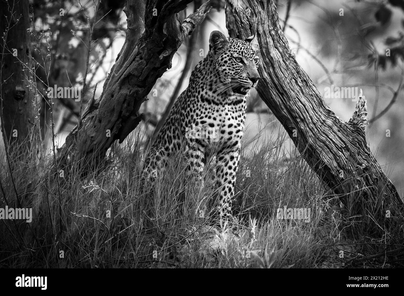 Un léopard est vu dans le delta de l'Okavango le 2024 janvier Banque D'Images