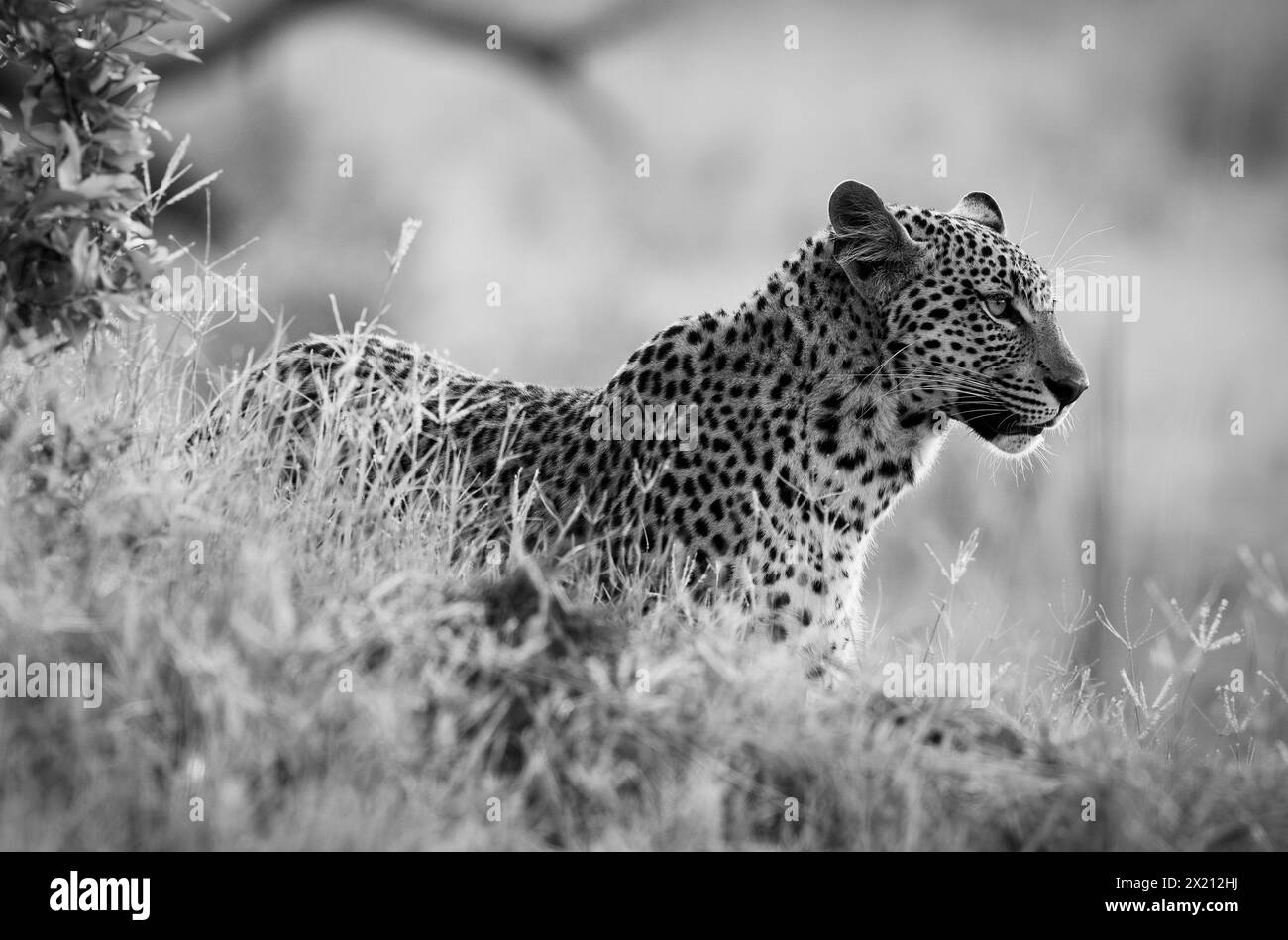 Un léopard est vu dans le delta de l'Okavango le 2024 janvier Banque D'Images