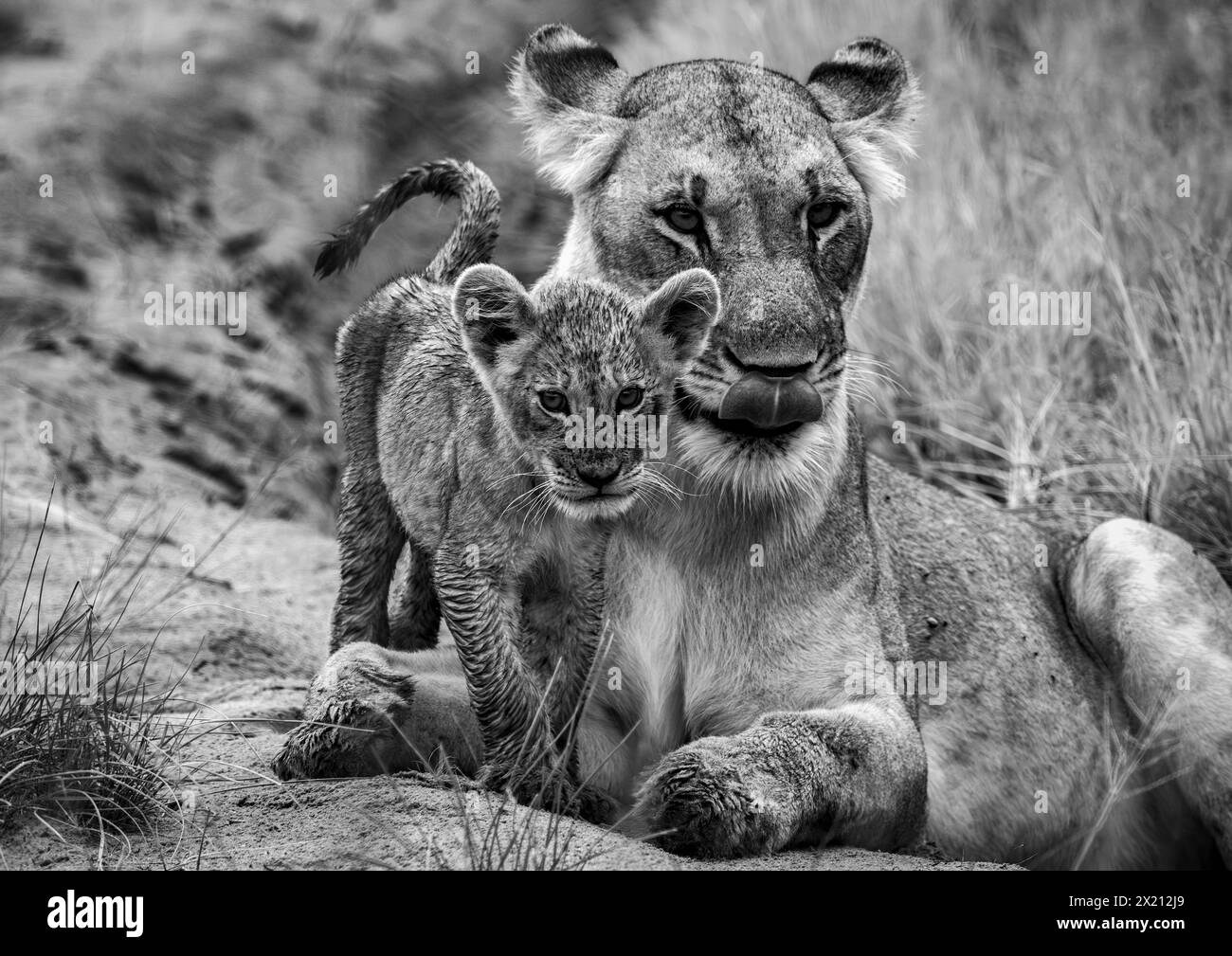 Un lion et une lionne sont vus dans le delta de l'Okavango le 2024 janvier Banque D'Images