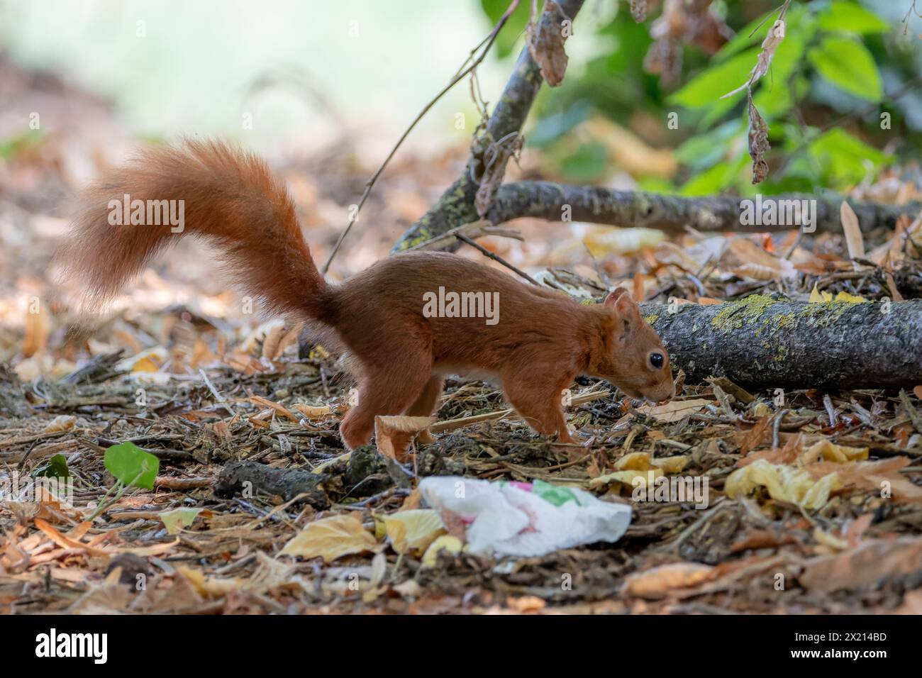 Écureuil rouge dans la forêt à côté d'un morceau de poubelle Banque D'Images