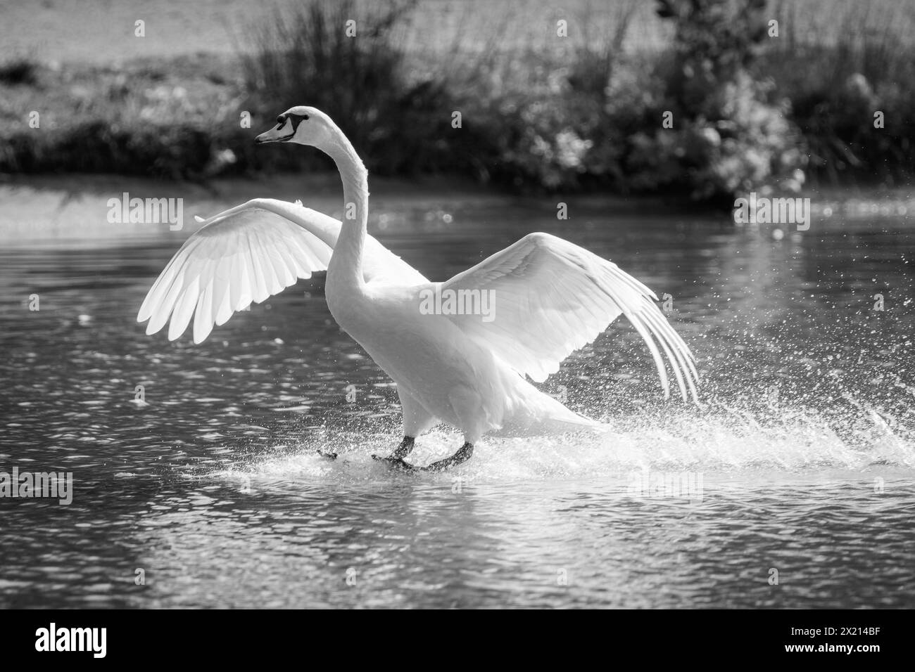 Cygne avec des ailes déployées atterrissant sur l'eau Banque D'Images