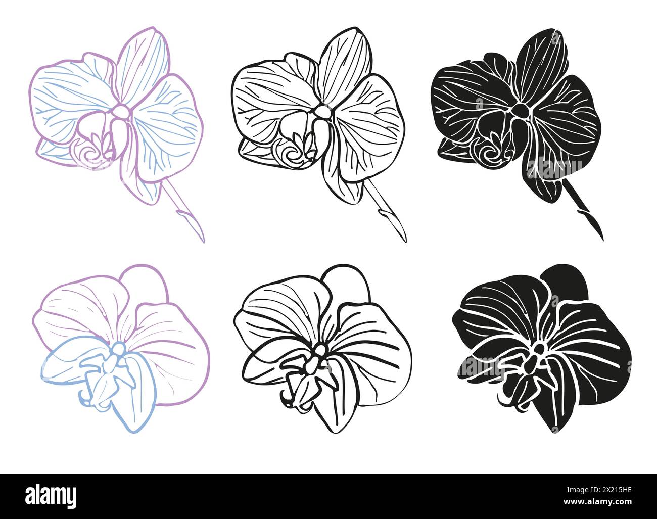 Silhouette tropicale d'orchidée, ensemble de tête de fleur d'art au trait. Illustration vectorielle dessinée à la main pour la conception de carte ou d'invitation, logo. Isolé sur fond blanc Illustration de Vecteur Silhouette tropicale d'orchidée, ensemble de tête de fleur d'art au trait. Illustration vectorielle dessinée à la main pour la conception de carte ou d'invitation, logo. Isolé sur fond blanc Illustration de Vecteur