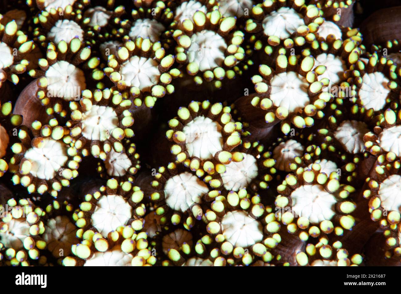 Corail Marguerite à vingt-quatre tentacules Banque D'Images
