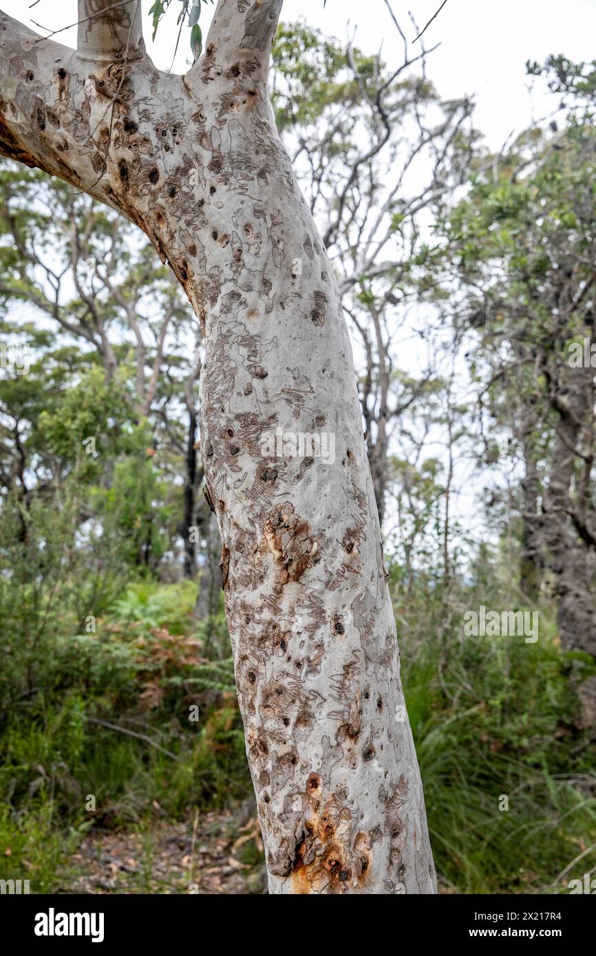 Eucalyptus, hémastome endémique de Sydney en Australie, gribouillis causés par la teigne gribouillante Ogmograptis en Australie Banque D'Images
