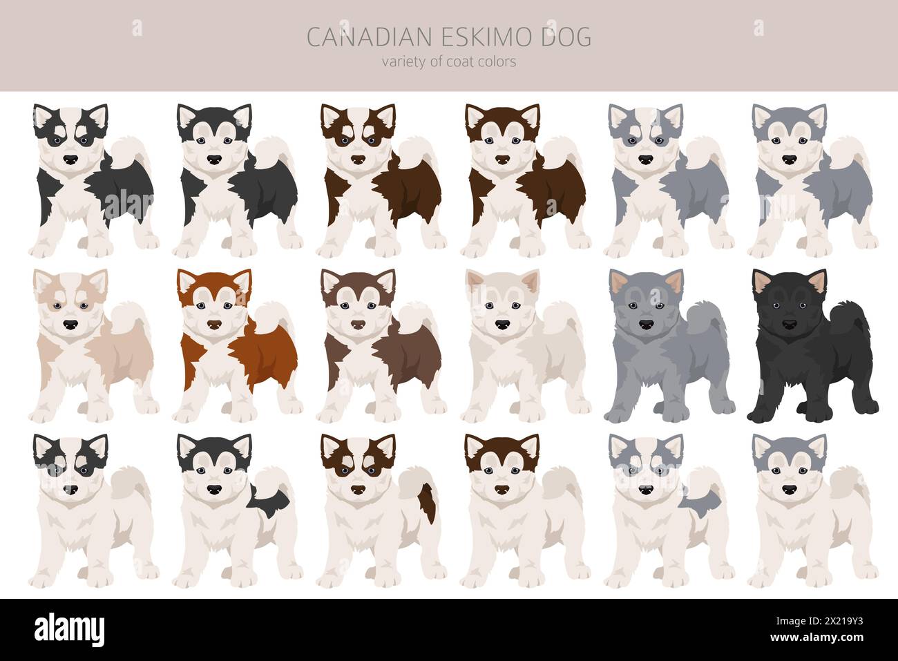 Clipart chiot chien esquimau canadien. Différentes poses, couleurs de manteau définies. Illustration vectorielle Illustration de Vecteur
