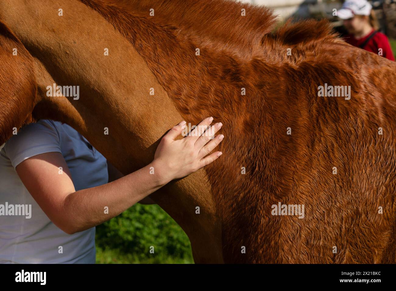 Gros plan de la main de la femme caressant soigneusement cheval. Activités équestres ou soins aux animaux à la ferme en milieu rural. Banque D'Images