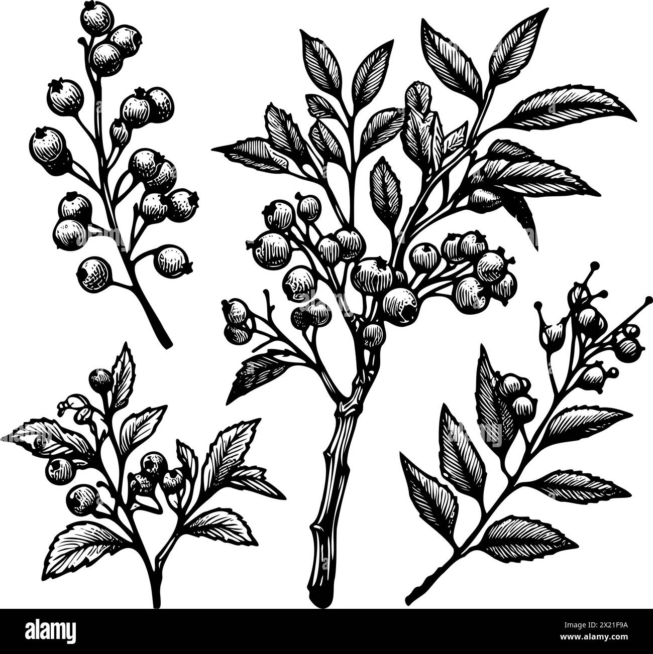 Une collection de dessins en noir et blanc de différents types de feuilles. Les dessins sont disposés de manière à créer une impression de profondeur et de dimension Illustration de Vecteur