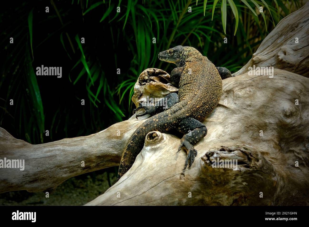 Lézard géant à Taman Mini Indonesia Indah Banque D'Images