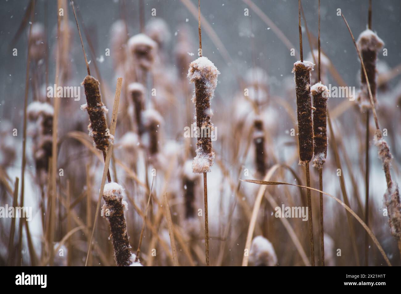 Cattails recouverts de neige en hiver Banque D'Images