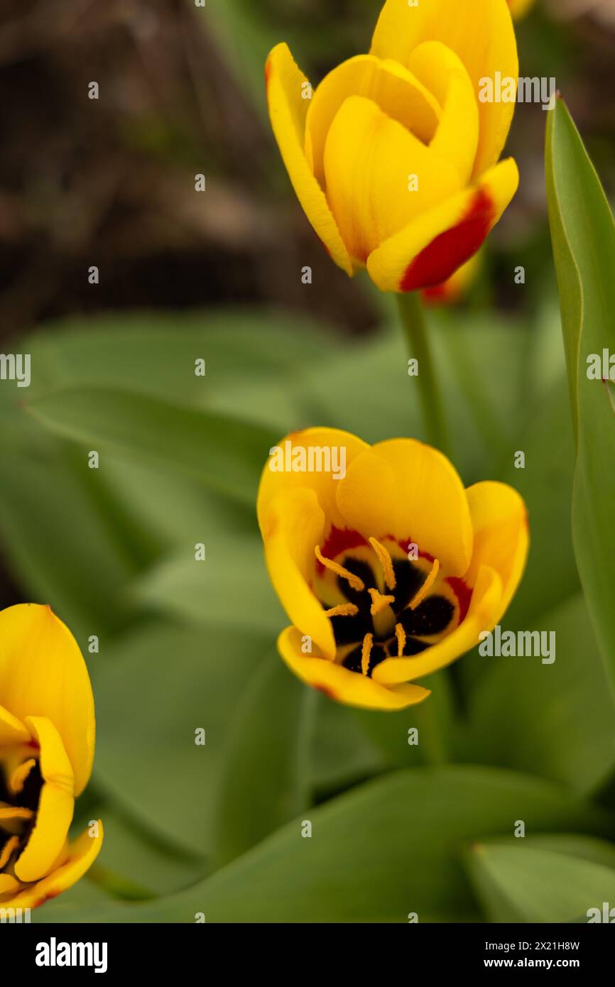 Tulipes jaunes avec des accents rouges audacieux en fleur Banque D'Images