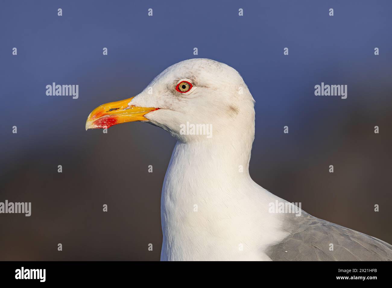 Goéland à pattes jaunes, (Larus cachinnans atlantis), portrait de tête en vue latérale rapprochée, à Tenerife, îles Canaries Banque D'Images