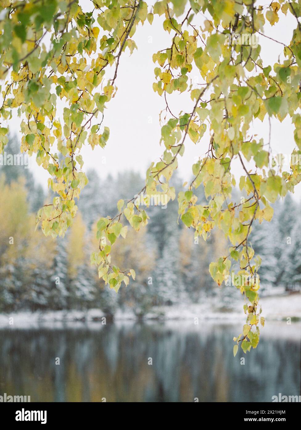 La neige précoce dépoussière les feuilles d'automne près d'un lac calme Banque D'Images