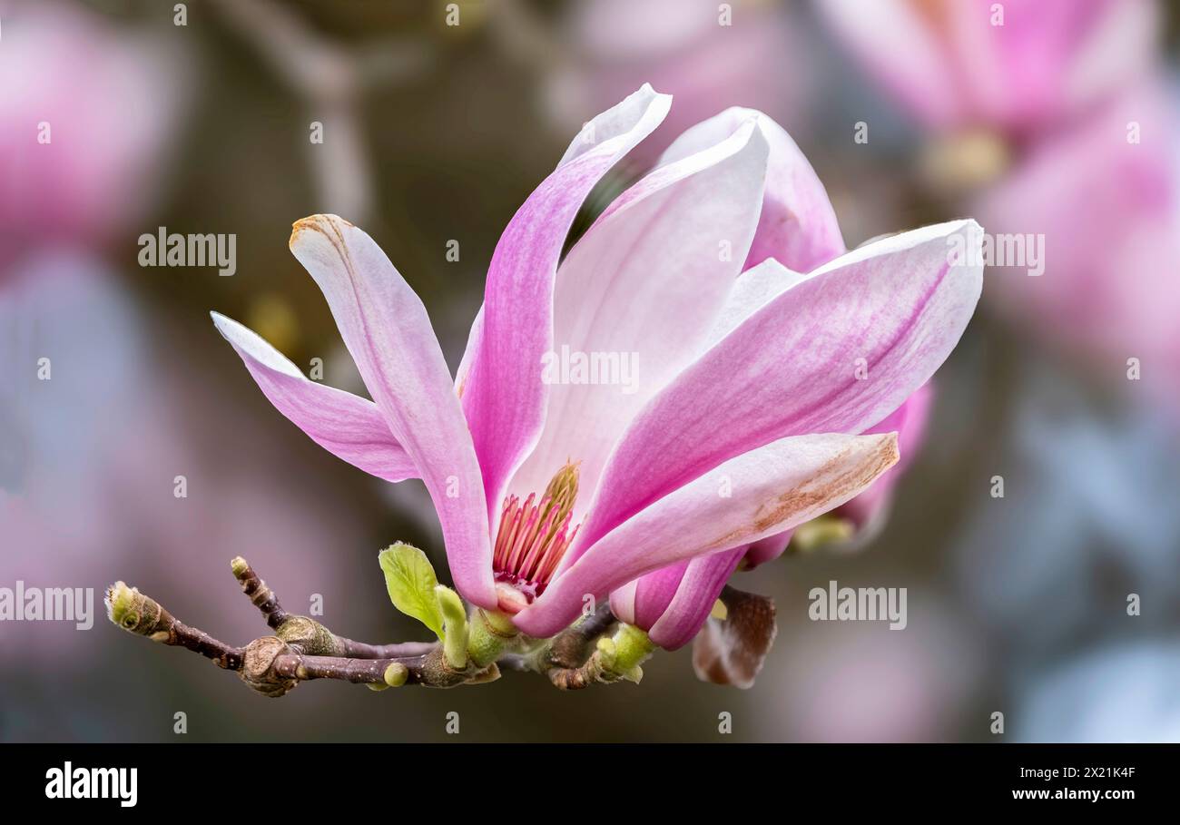 Saucer magnolia (Magnolia x Lysimachia clethroides Duby Lysimachia fortunei Maxim, Magnolia, Magnolia x soulangeana Lysimachia clethroides Duby Lysimachia fortunei Maxim, Magnolia soulangeana), fleur Banque D'Images