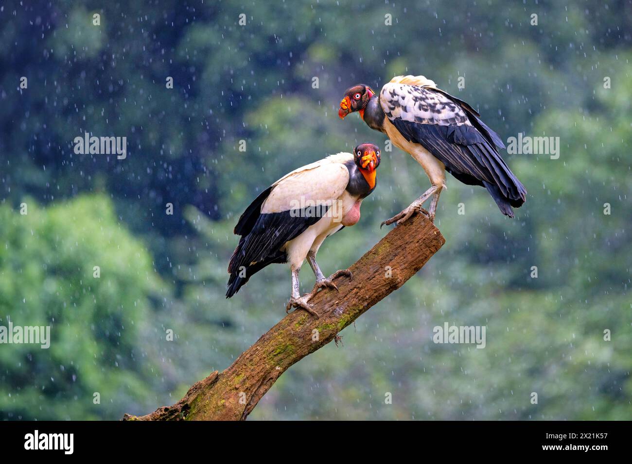 roi vautours (Sarcorhamphus papa), deux oiseaux adultes debout sur un arbre mort sous la pluie, Costa Rica, Boca Tapada Banque D'Images