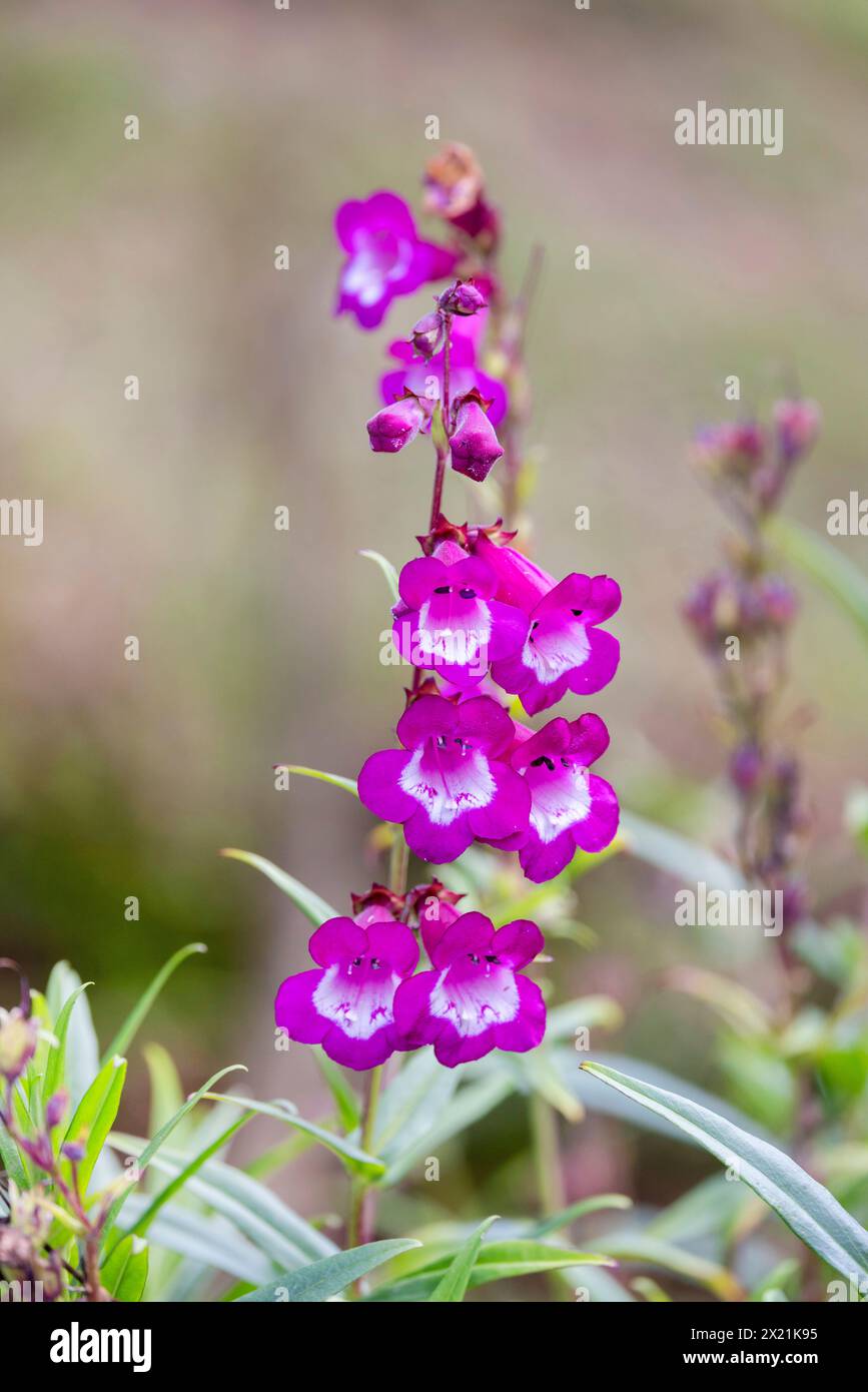 penstemon (Penstemon spec.), floraison, Costa Rica, Parc National Los Quetzales Banque D'Images