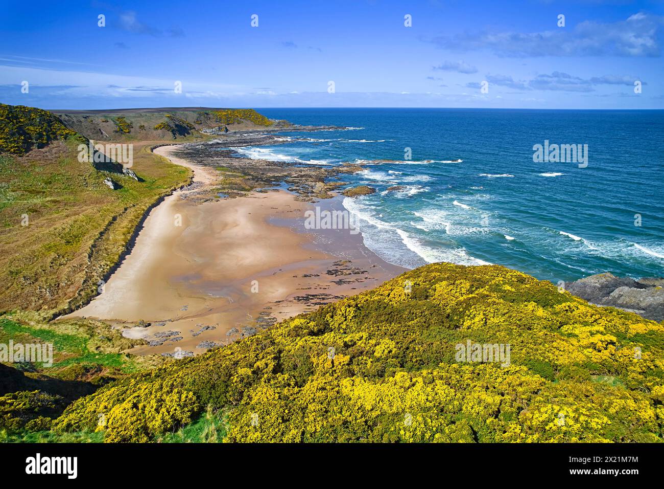 Sunnyside Beach et Bay Cullen Aberdeenshire Écosse mer bleue et ciel du Moray Firth masses de gorse jaune au printemps Banque D'Images
